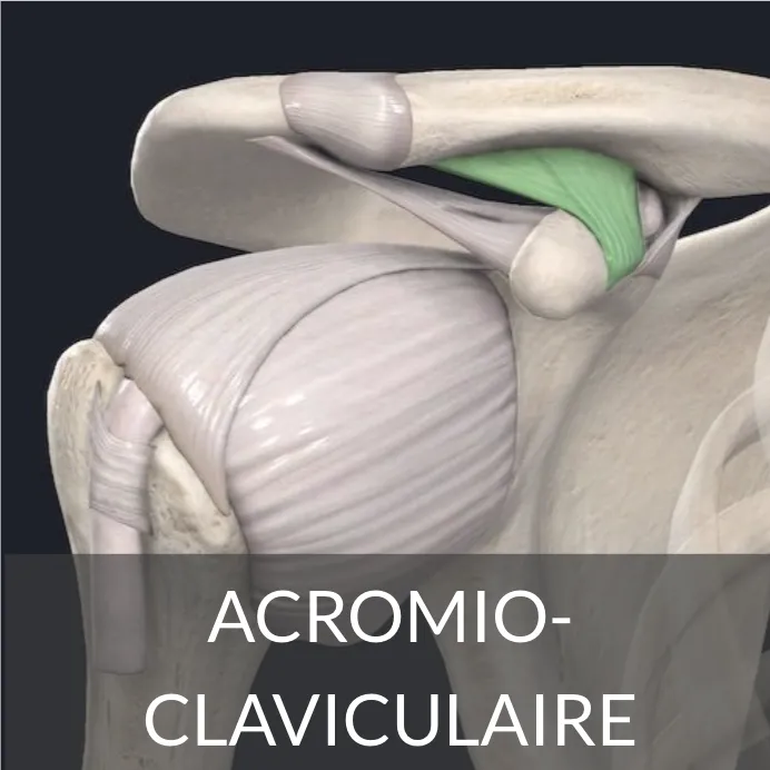 acromio-claviculaire