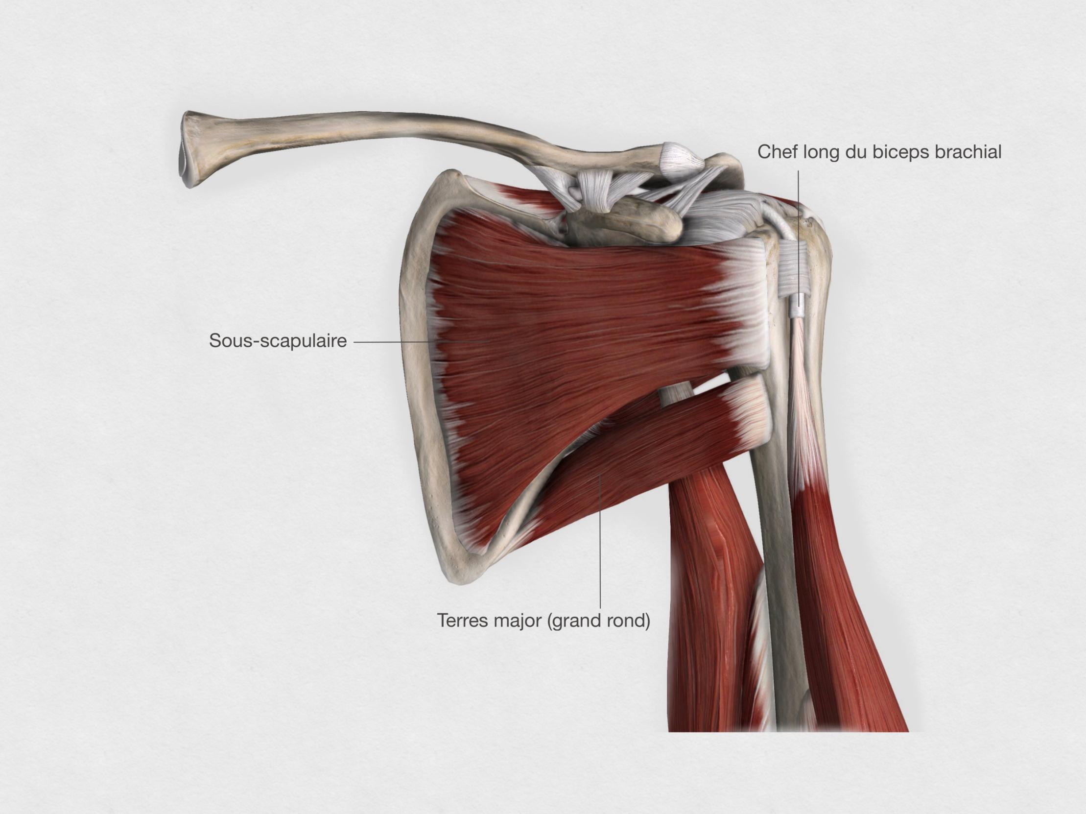 les muscles antérieurs de la coiffe des rotateurs