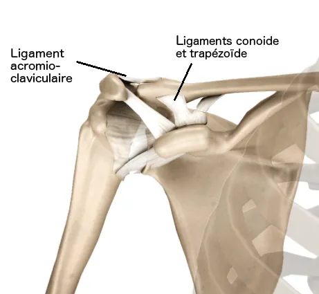 anatomie acromio-claviculaire