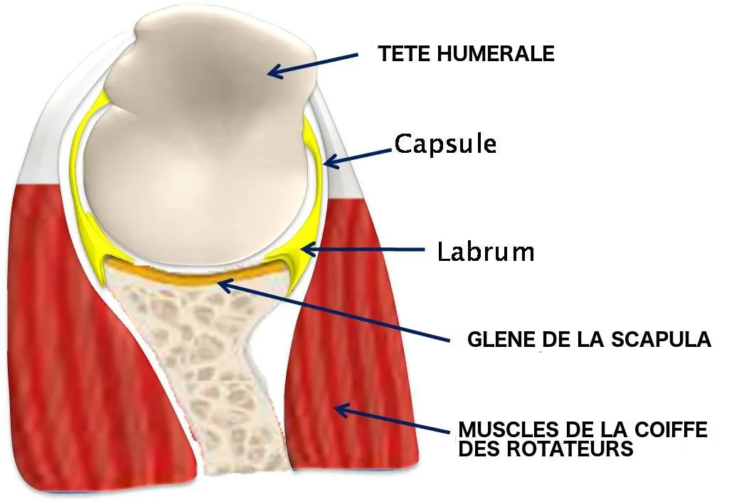 anatomie capsulo-ligamentaire épaule